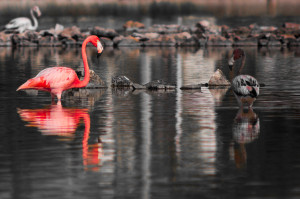 Flamingos