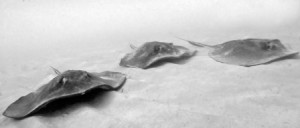 Gibbs Cay Stingrays