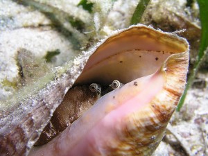conch shells grand turk