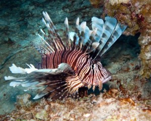 Invasive Lionfish