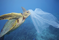 Turtle Eats Plastic Bag