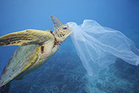 Turtle Eats Plastic Bag